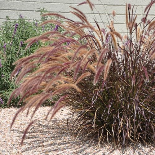 2 Grass Ornamental Grasses Seedlings, Live Grass Perennial Hardy Ornamental Plants, Outdoor Planting, 5-9" Tall (purple Fountain)