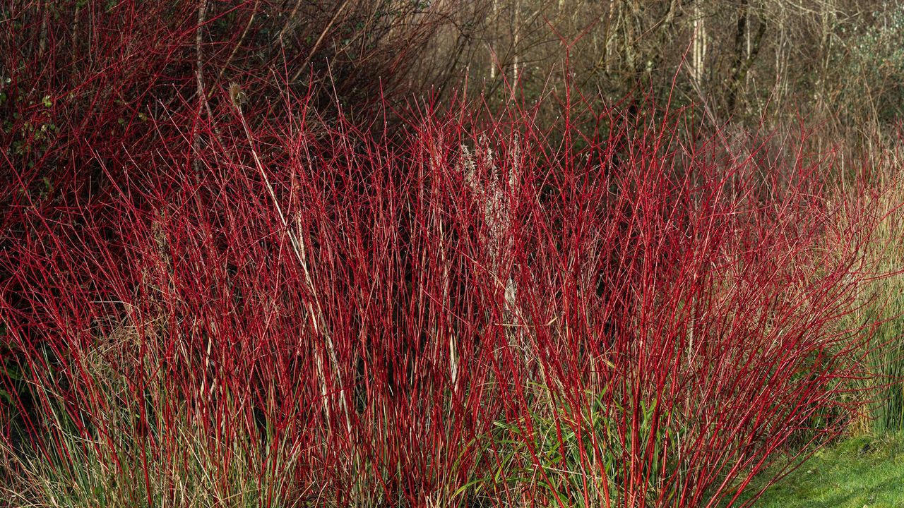 Red twig dogwood with crimson stems in the winter garden