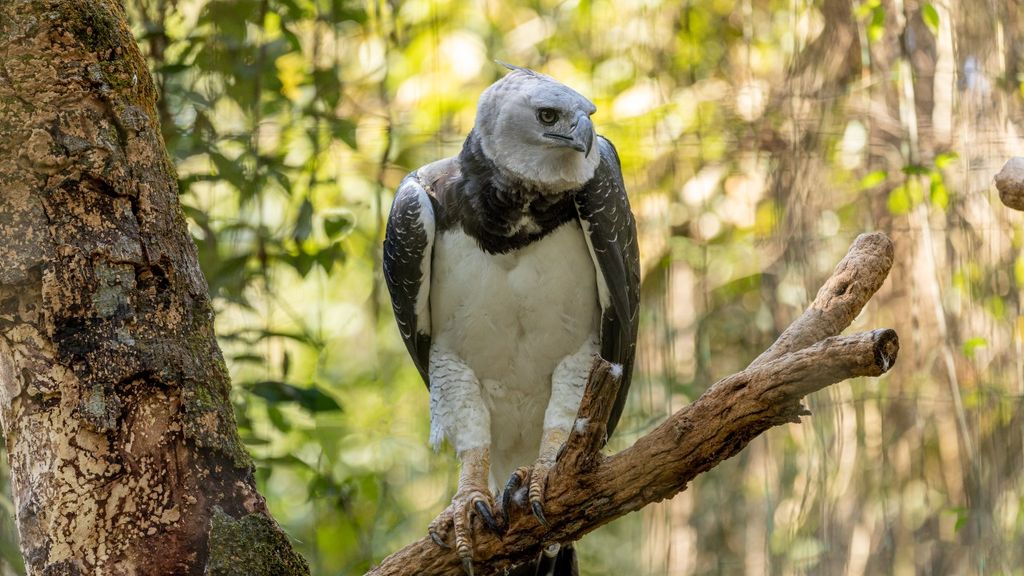 12 of the biggest birds on Earth | Live Science