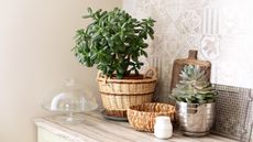 Why is my jade plant turning red?