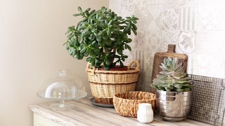 Why is my jade plant turning red?