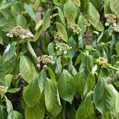 Hydrangea Drooping From Heat and Lack of Water