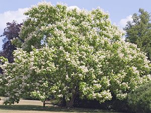 catalpa bignonioides