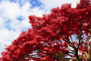 Red Japanese maple leaves