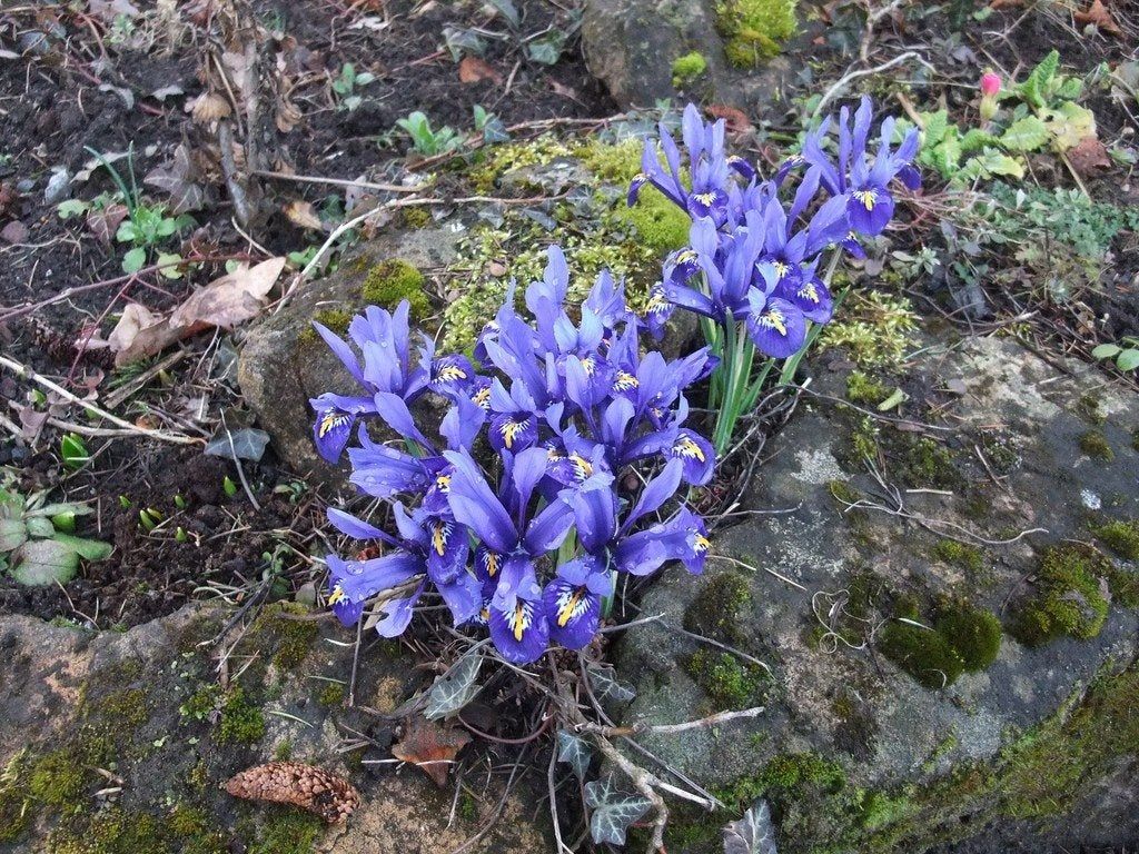 Rock Garden Iris Flowers