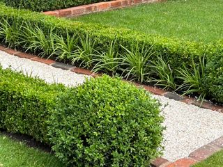 path edged with clipped boxwood and liriope plants