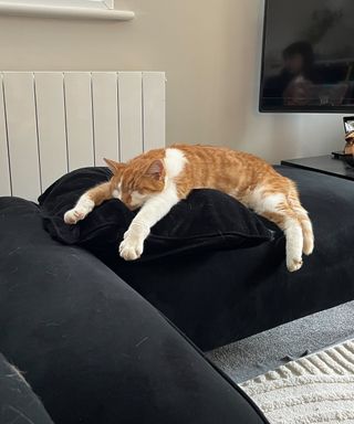 Punteha's ginger and white cat Garfield stretched out on a black velvet cushion and sofa