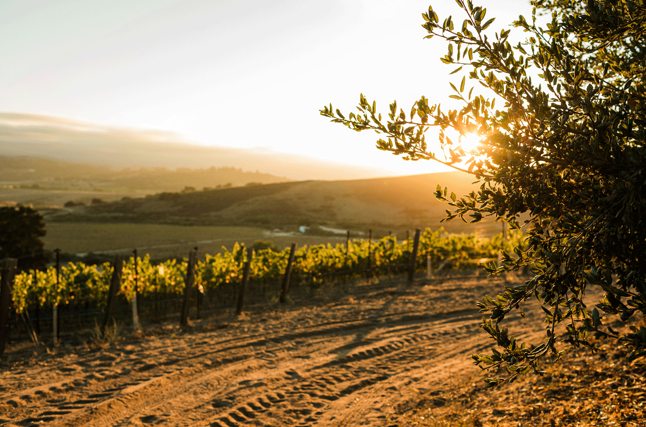 de-Montille-Vineyard-sunset-1.gif
