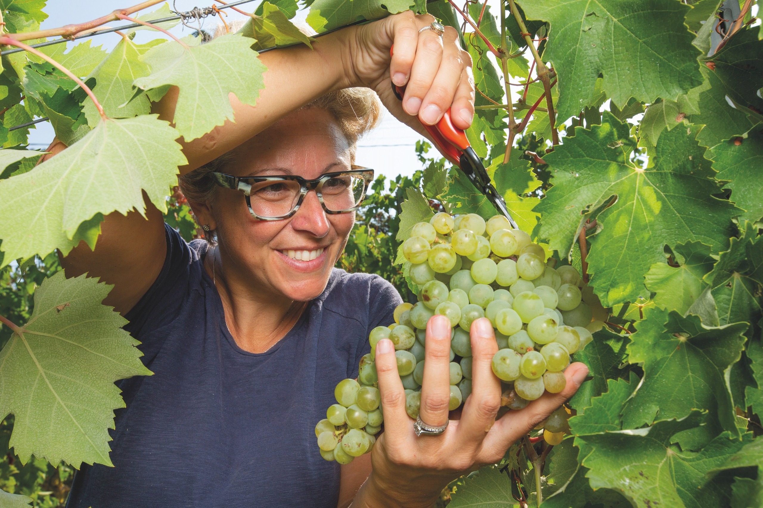 Elisa Semino, co-owner and winemaker at La Colombera in eastern Piedmont, harvesting ripe Timorasso grapes