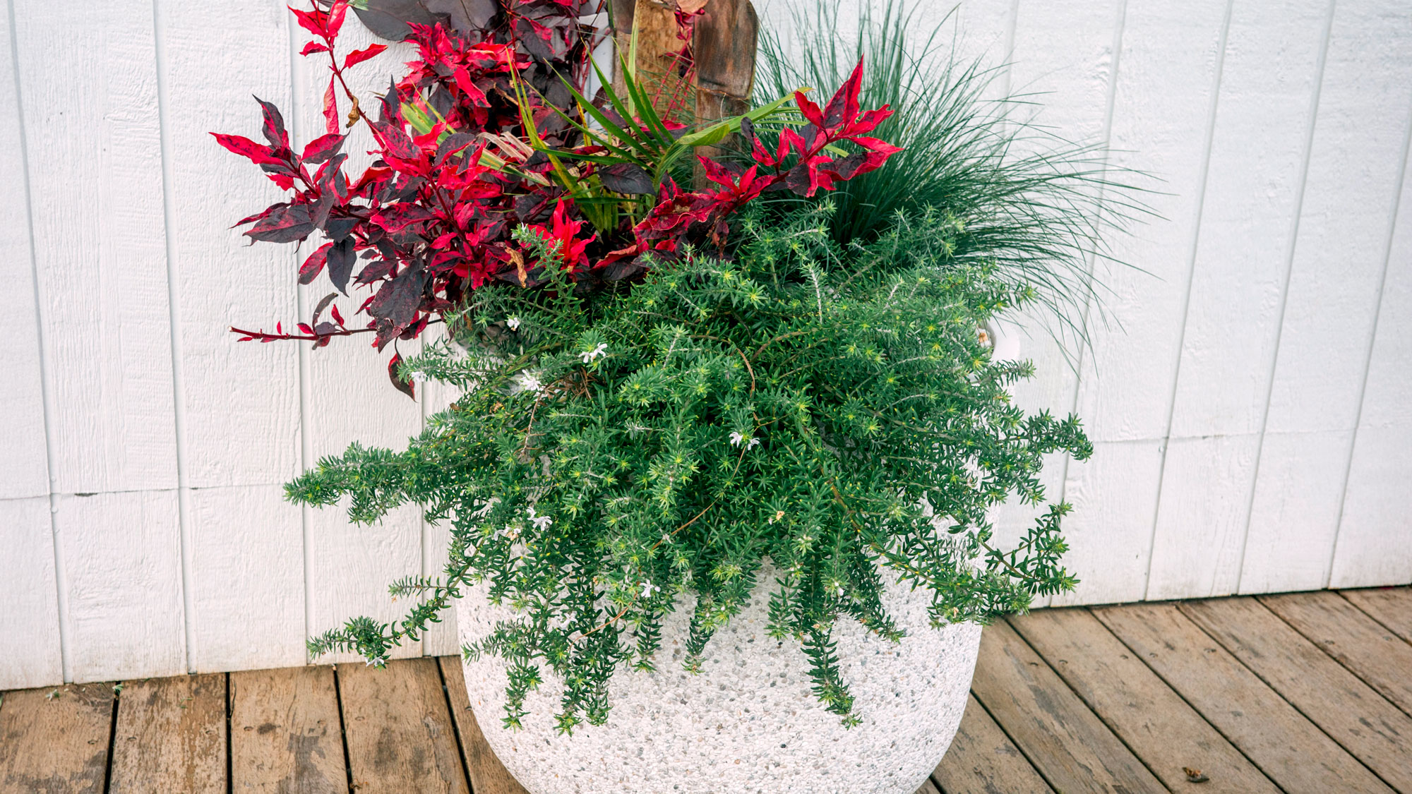 Christmas planter with thriller filler spiller style