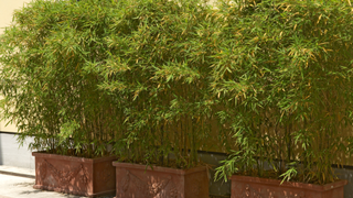Bamboo in three rectangular clay planters