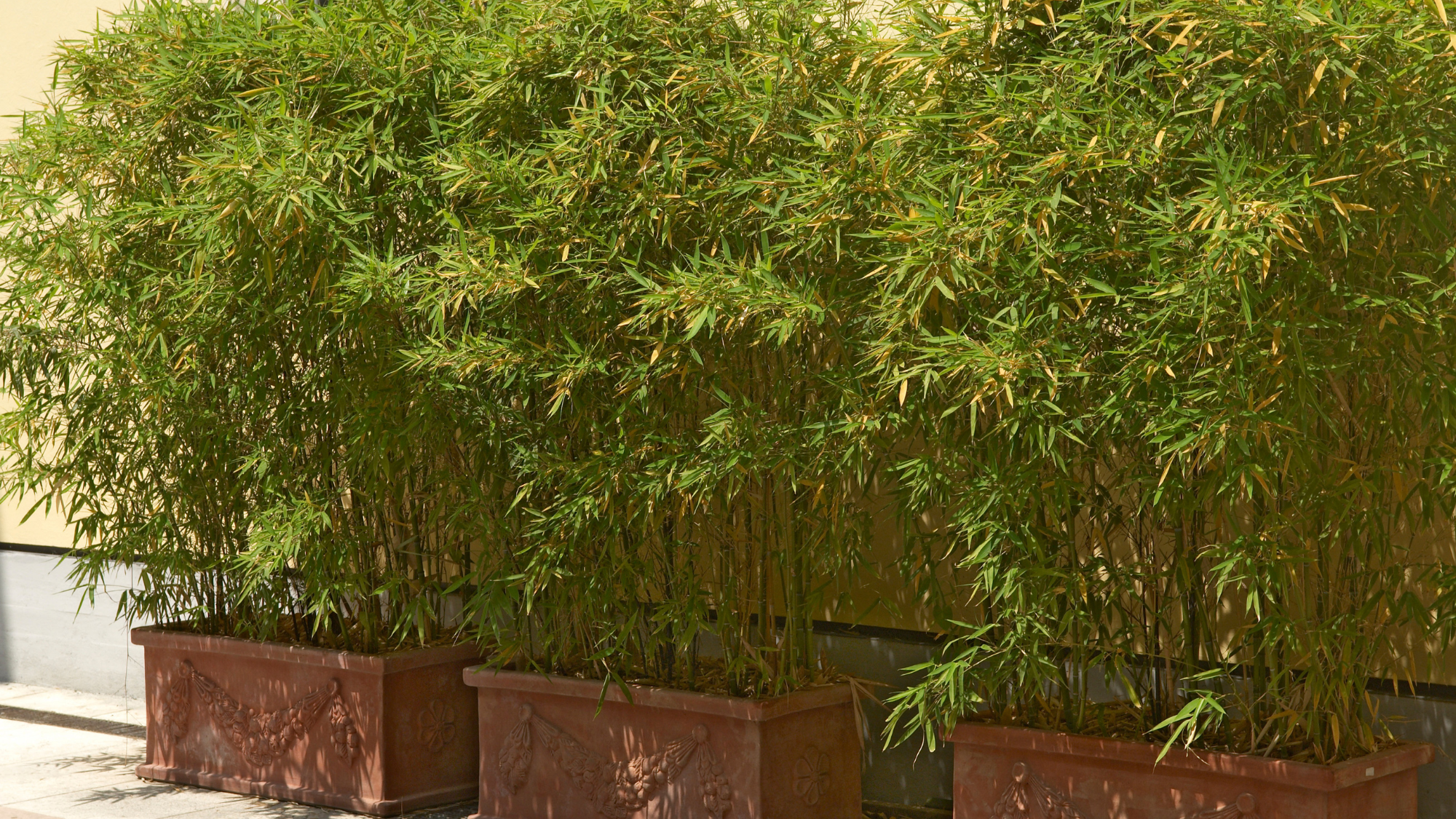 Bamboo in three rectangular clay planters