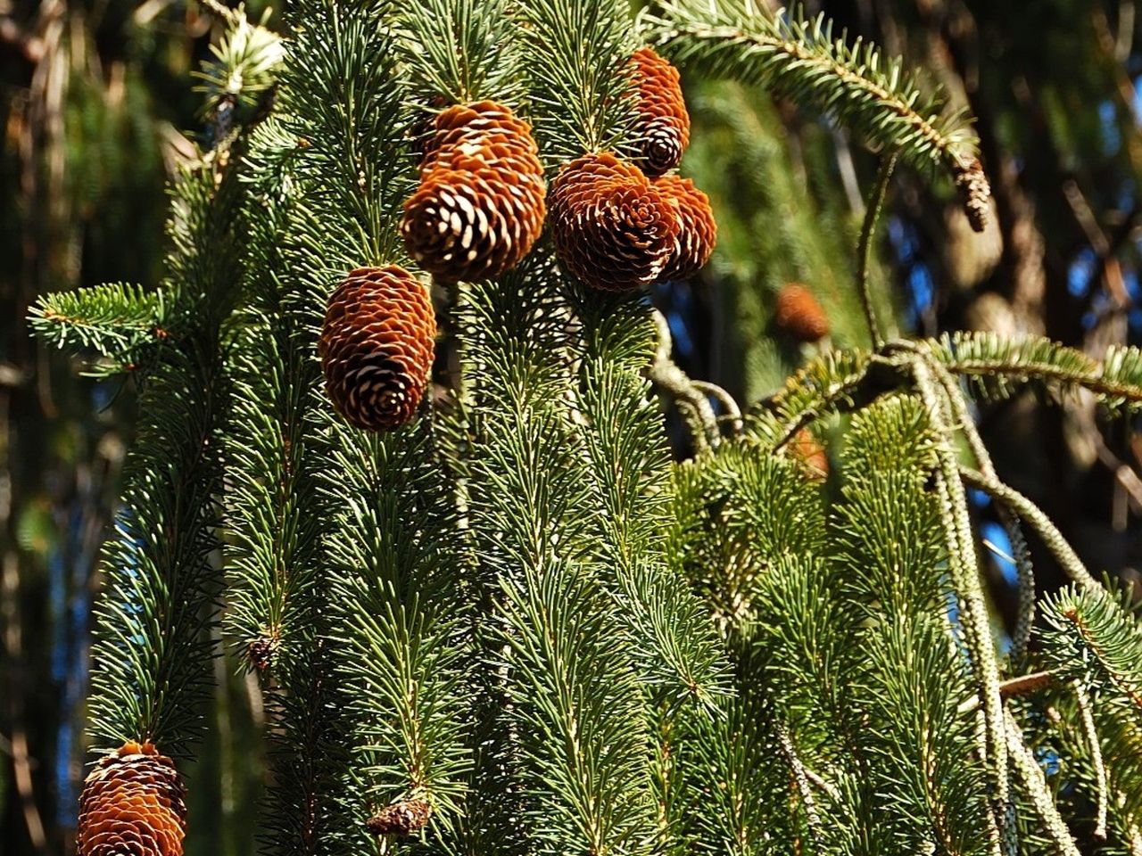 A weeping white pine tree with pinecones