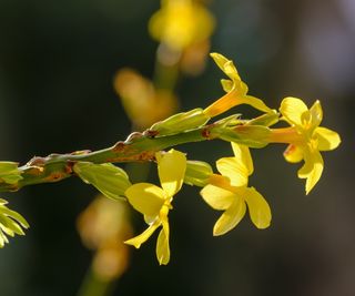 Winter flowering jasmine with yellow flower