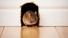 A mouse standing in a 'mouse hole' in baseboards 