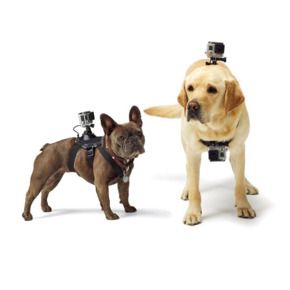 A GoPro camera for your dog