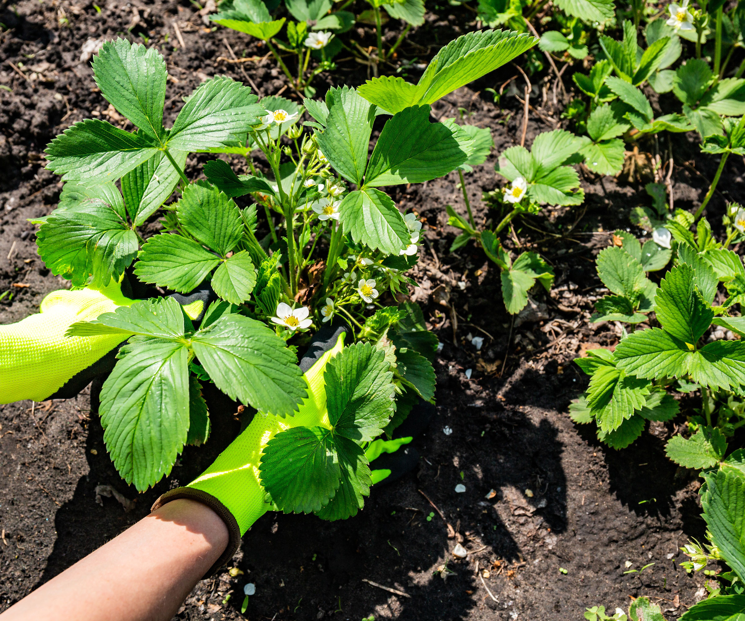 strawberry plant division
