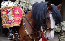 drum horse
