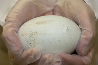 The California condor chick in this egg has begun breaking its way out of its shell.
