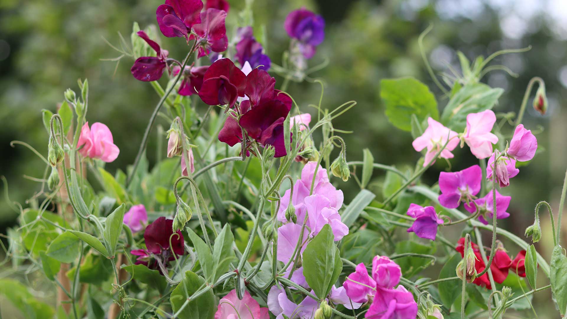 sweet peas in garden