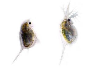 An undefended Daphnia lumholtzi water flea looks vulnerable next to an armored version of the same species. D. lumholtzi develops head and tail spines in response to chemical cues from Gasterosteus aculeatus, the three-spined stickleback.