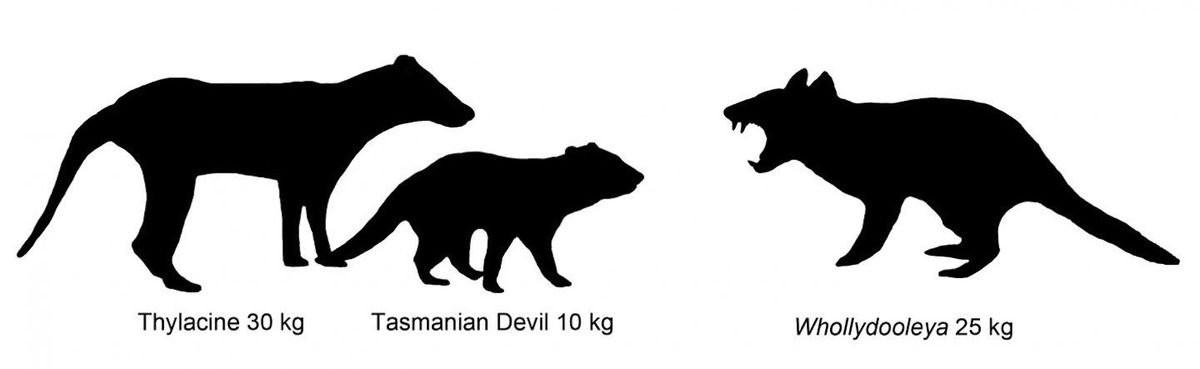 Australian Marsupial Size Comparison