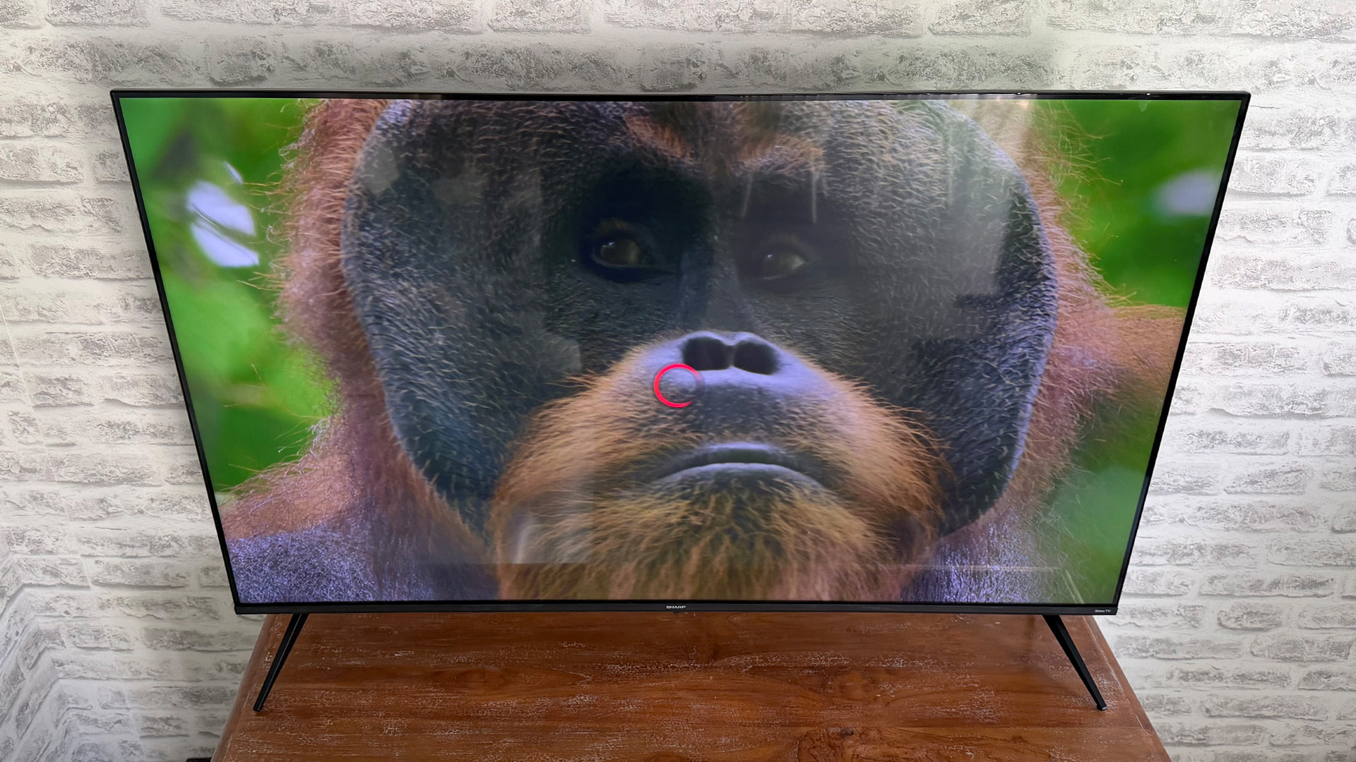 Sharp HJ6725K QLED TV on screen is urang-utan