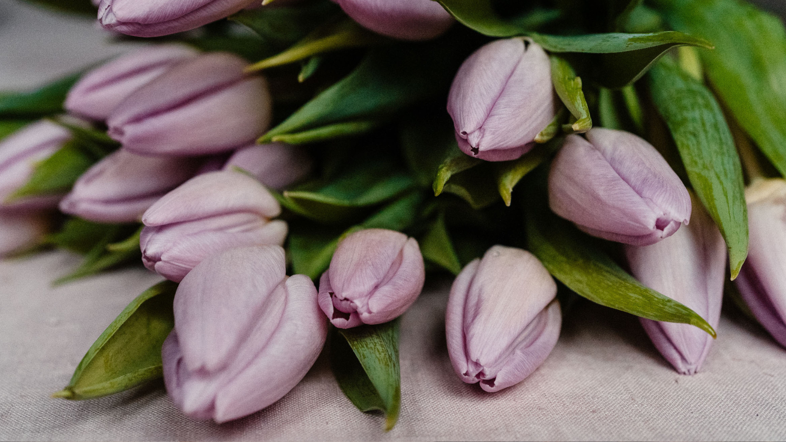 Lilac tulips on blush tablecloth