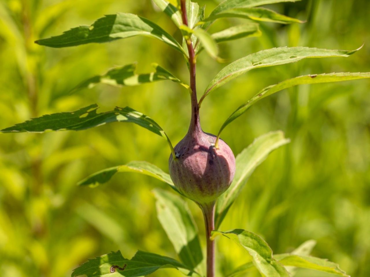 A round gall on a goldenrod stem