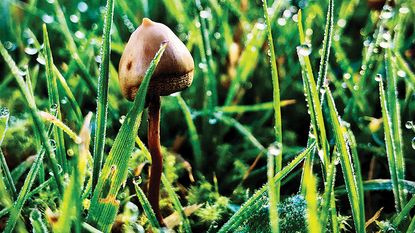 Psilocybin mushroom, aka "magic mushroom"