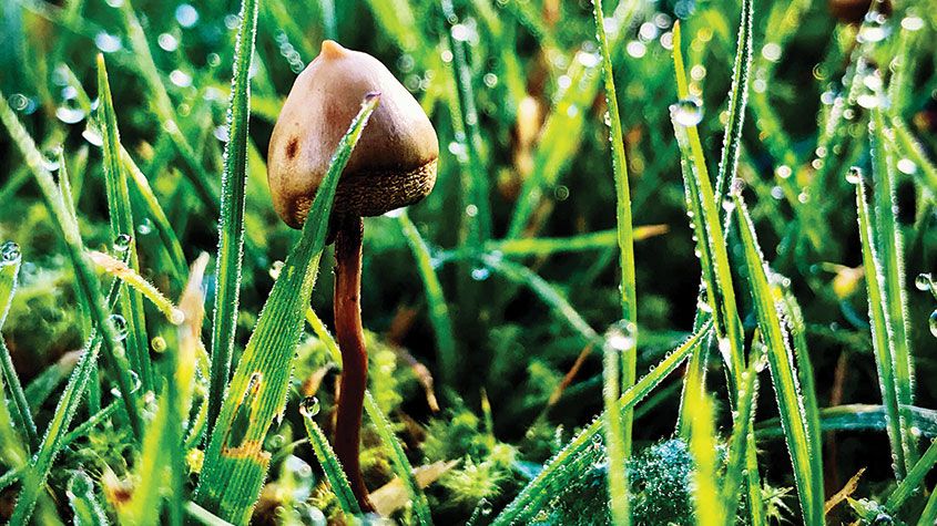 Psilocybin mushroom, aka &amp;quot;magic mushroom&amp;quot;