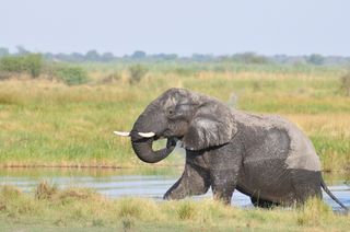 An elephant walking in a river.