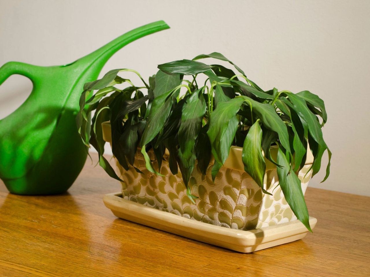 Watering Can Next To Indoor Potted Plant