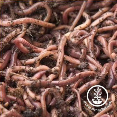 Red Worms