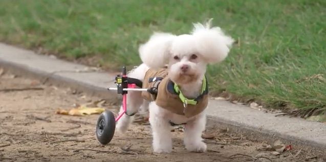 A therapy dog from Dharma Rescue.