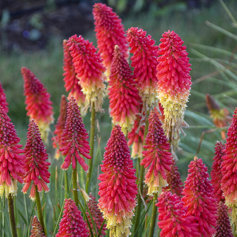 Pyromania Rocket's Red Glare Red Hot Poker