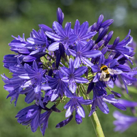 Agapanthus 'Midnight Madness' from Crocus