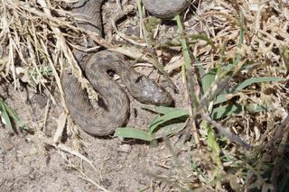 A non-venomous viperine snake (Natrix maura) not flattening its head.
