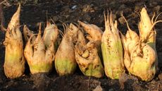 A harvest of white mangelwurzel roots