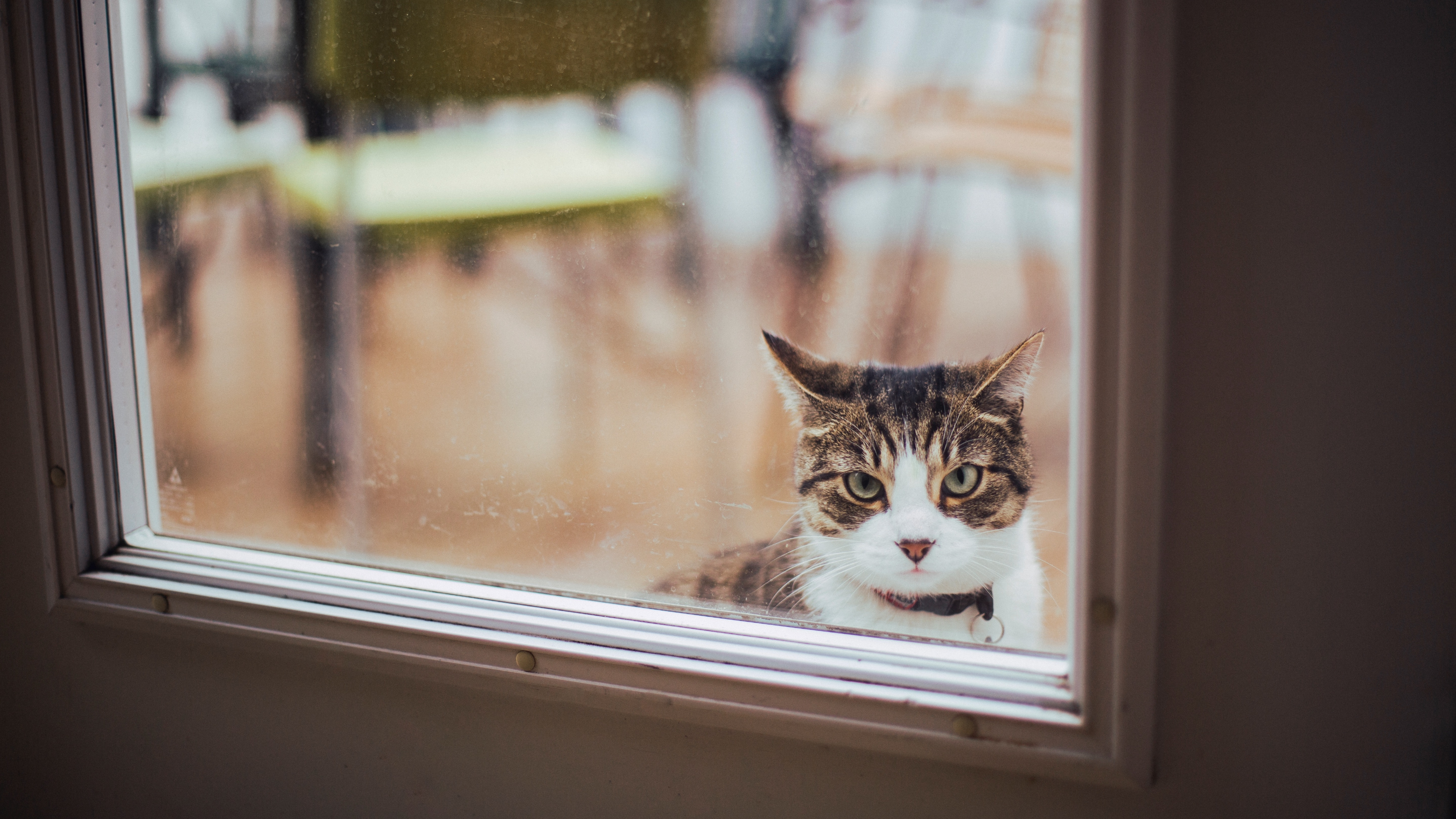 A cat waiting for someone to open the door and let them outside