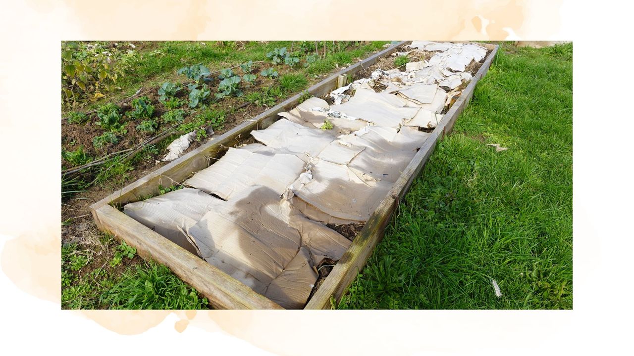 picture of cardboard spread across a raised flower bed to show how to use cardboard in the garden for good