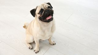 Portrait of a Pug - one of the most popular wrinkly dog breeds