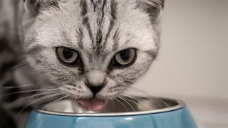 Cat eating