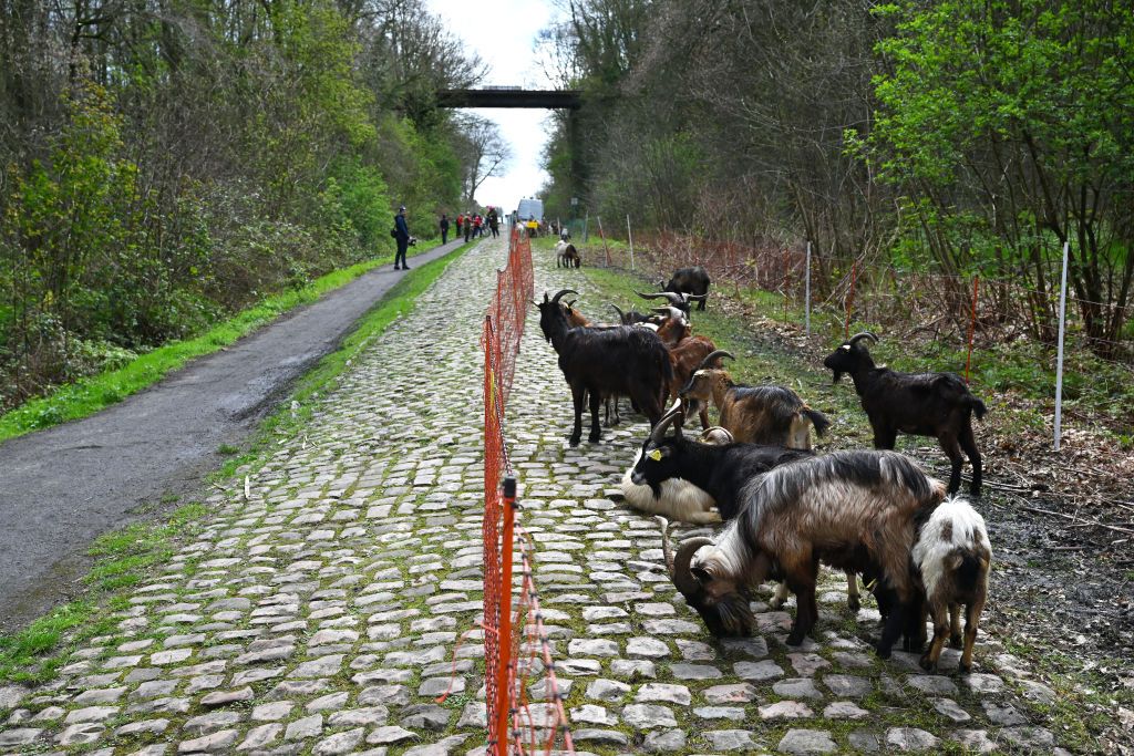 ROUBAIX FRANCE APRIL 04 EDITORS NOTE Alternate crop Goats cleaning the route at the Troue dArenberg cobblestones sector during the 121st ParisRoubaix 2024 Previews UCIWT on April 04 2024 in Roubaix France Photo by Luc ClaessenGetty Images