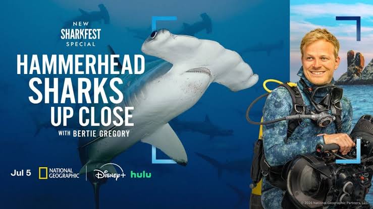 Hammerheads به شدت به Bertie Gregory برای Sharkfest 2026 در NatGeo علاقه مند هستند.