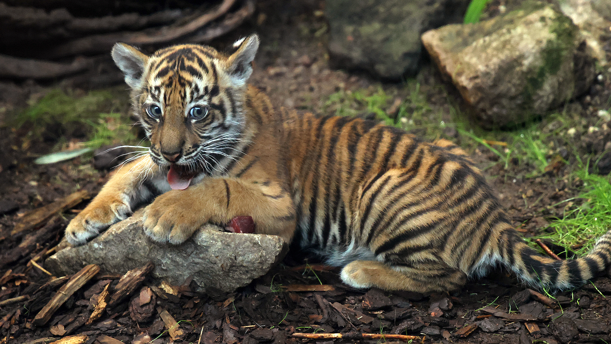 A 10-week old Sumatran tiger cub named Lilly munches on a piece of meat at Tierpark Berlin, Germany