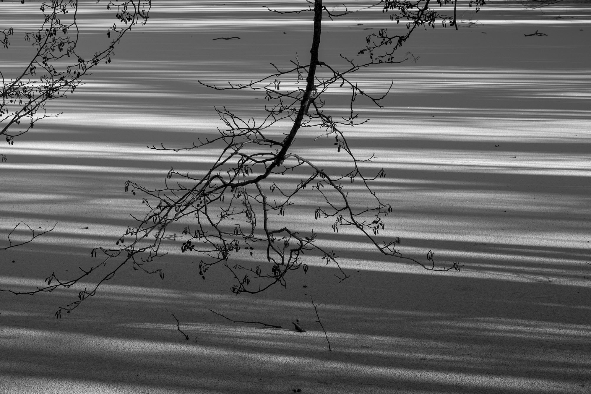 Leica Q3 Monochrom sample gallery: branch overhanging a frozen lake