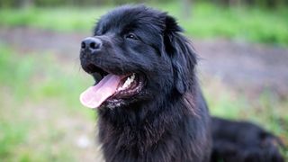 Close up, side on shot of Newfoundland dog with tongue out