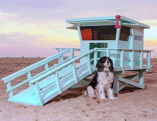 Baywatch dog house