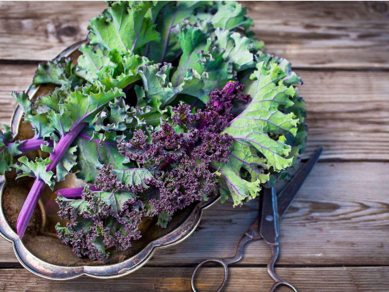 Purple-Green Kale Leaves